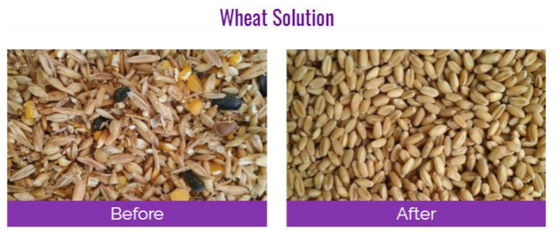 Grain Processing Equipment  CCD Grain Color Sorter  Optical Grain Sorting Machine