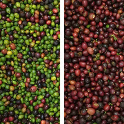 Six Chutes Coffee Bean Color Sorter Intelligent CCD Bean Color Sorter Machine